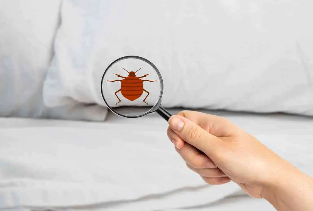 Do DIY Bed Bug Treatments Work?